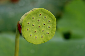 莲蓬莲子