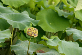 莲蓬莲子