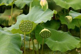 莲蓬莲子