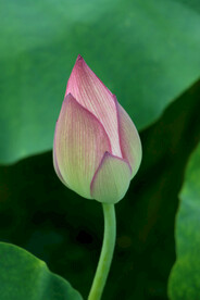 荷花花苞