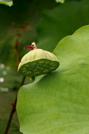 莲蓬莲子