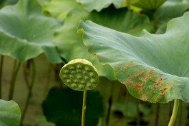 莲蓬莲子