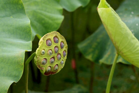 莲蓬莲子