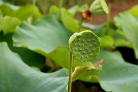 莲蓬莲子