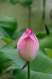 荷花花苞
