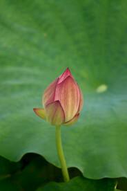 荷花花苞