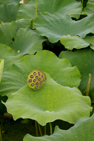 莲蓬莲子