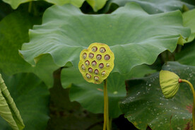 莲蓬莲子