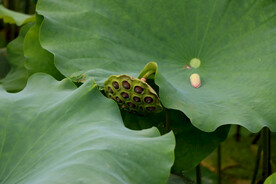 莲蓬莲子