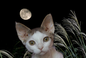 德文小猫伊万
