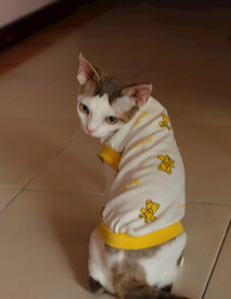 德文小猫表情包