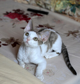 德文小猫表情包