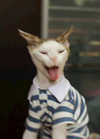 加油