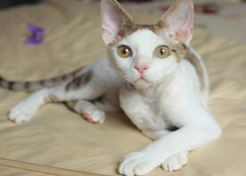 德文小猫自由表情