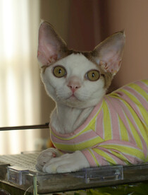 德文小猫委屈表情