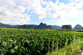田园风光