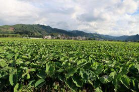 田园风光
