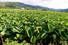 田园风光