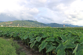 田园风光