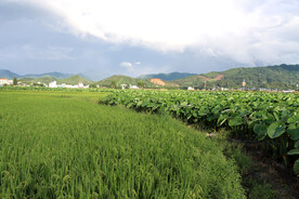 乡农村田园风光