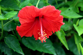 朱槿花