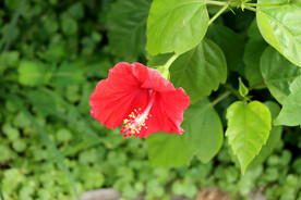 扶桑花