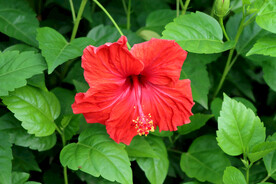 扶桑花
