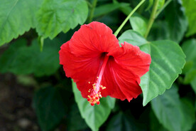 扶桑花