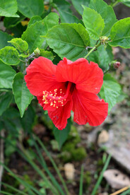 扶桑花