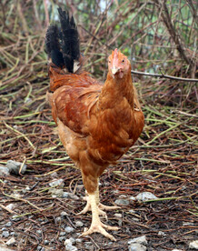 走地鸡