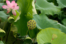 莲蓬莲子