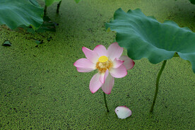 荷花