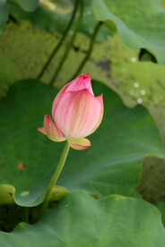 荷花花苞