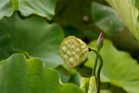莲蓬莲子