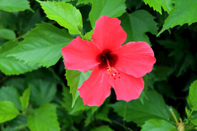 扶桑花