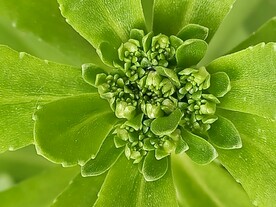 养心菜费菜 茎叶花野菜景天三七