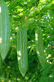 苦瓜种植