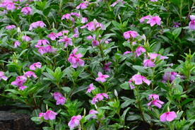 长春花 