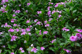 长春花 