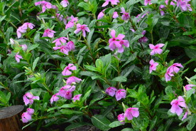 长春花 