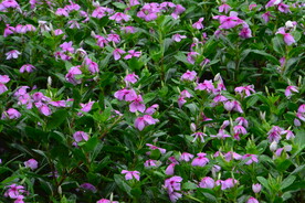 长春花