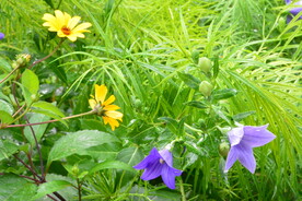 园林花草 
