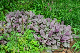 园林花草 