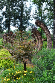 公园风景  