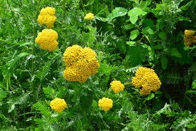 园林花草 