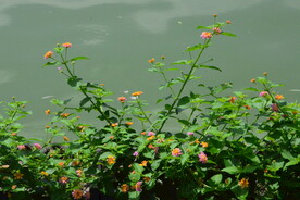 园林花草  