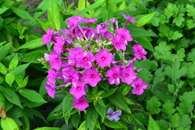 园林花草 