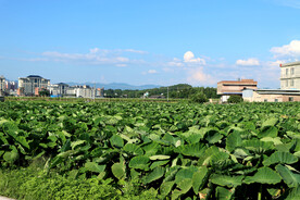芋头种植