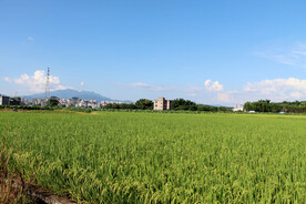 大片水稻
