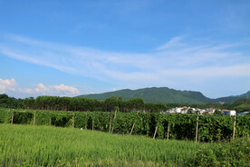 田园风光